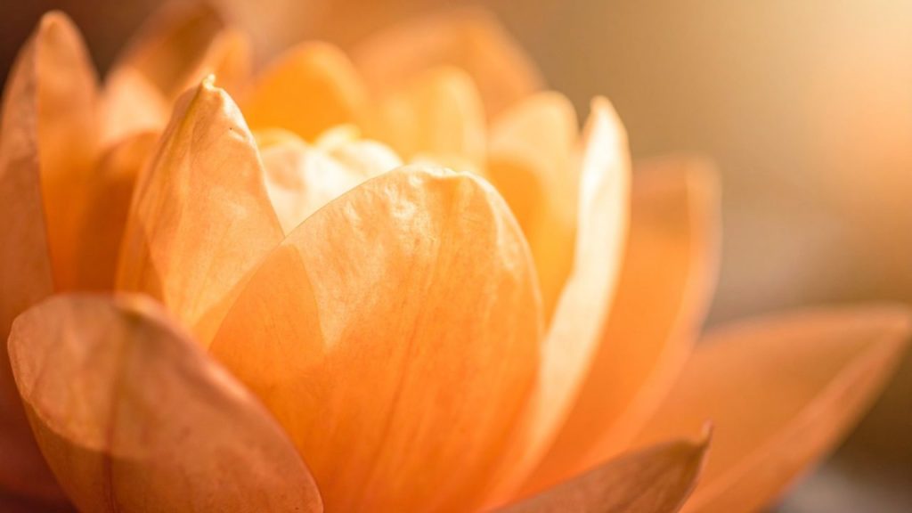 蓮の花 マンダラ 十 幾何学